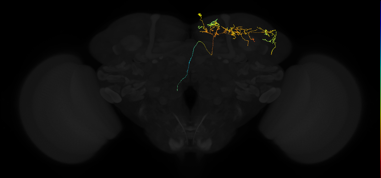 adult superior lateral protocerebrum neuron 406