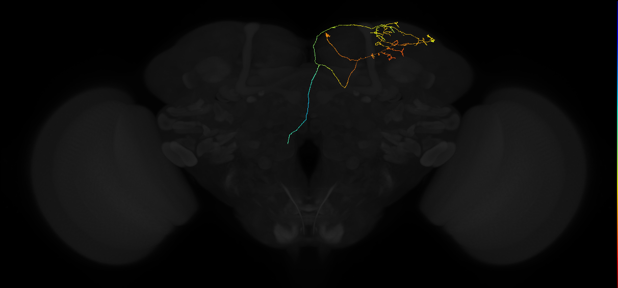 adult superior lateral protocerebrum neuron 408