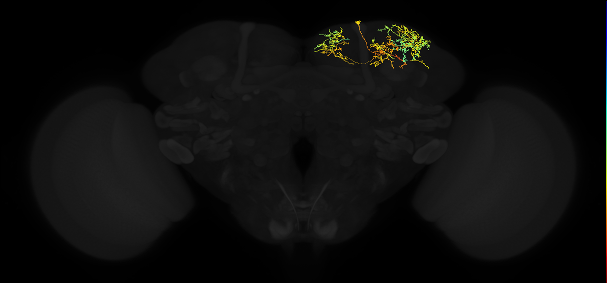 adult superior lateral protocerebrum neuron 411