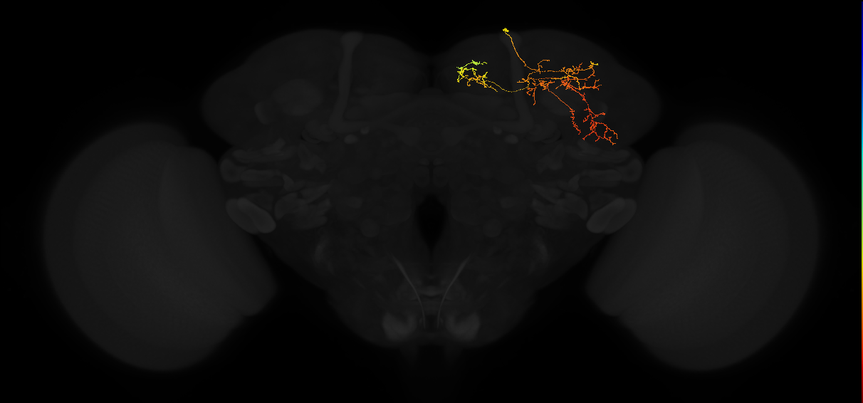 adult superior lateral protocerebrum neuron 412