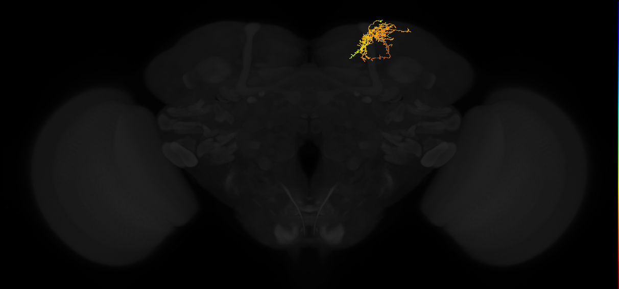adult superior lateral protocerebrum neuron 413