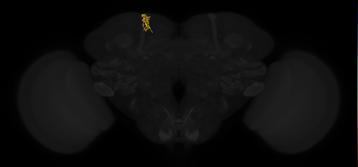 adult superior lateral protocerebrum neuron 414