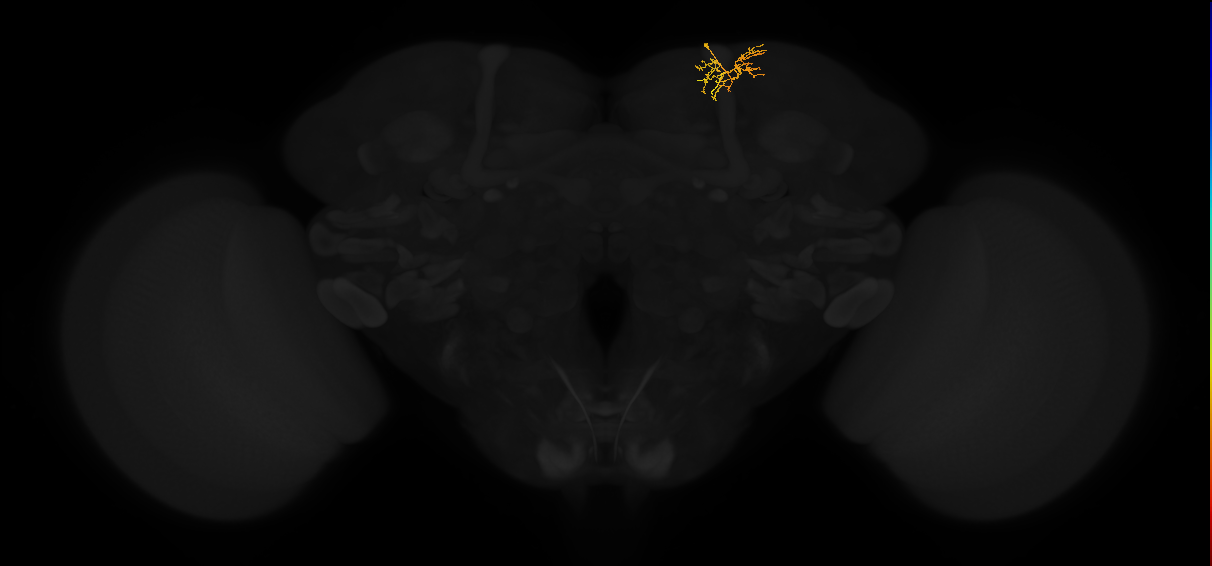 adult superior lateral protocerebrum neuron 415