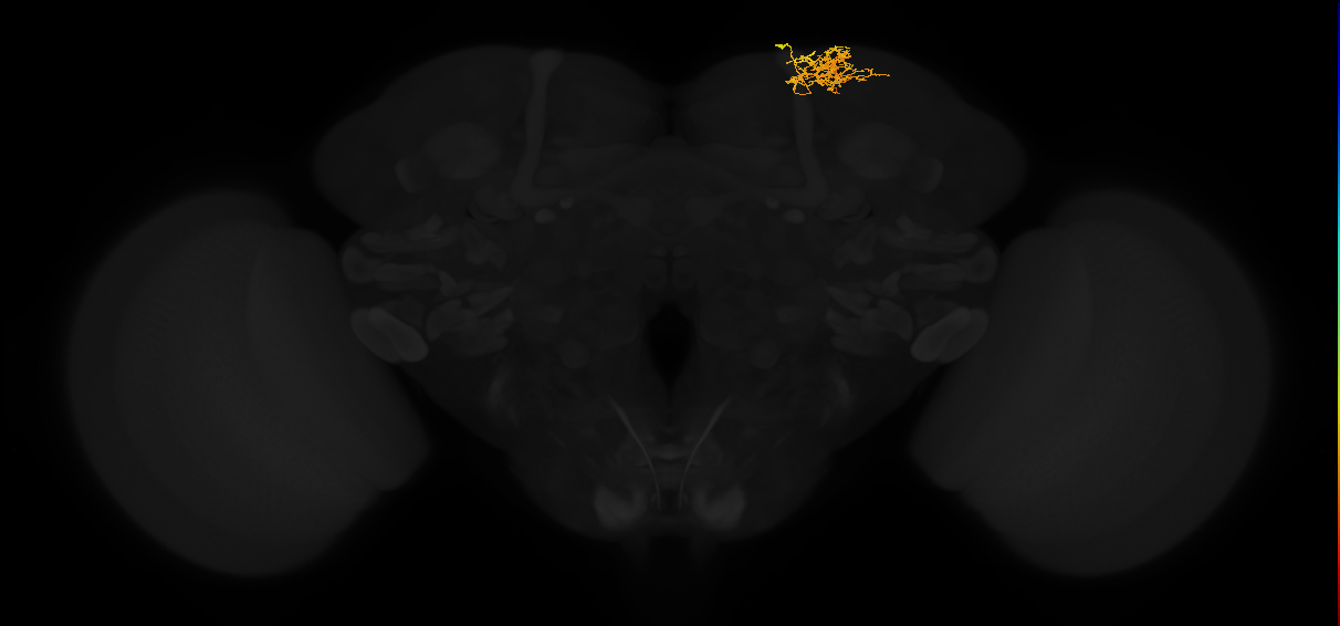 adult superior lateral protocerebrum neuron 416