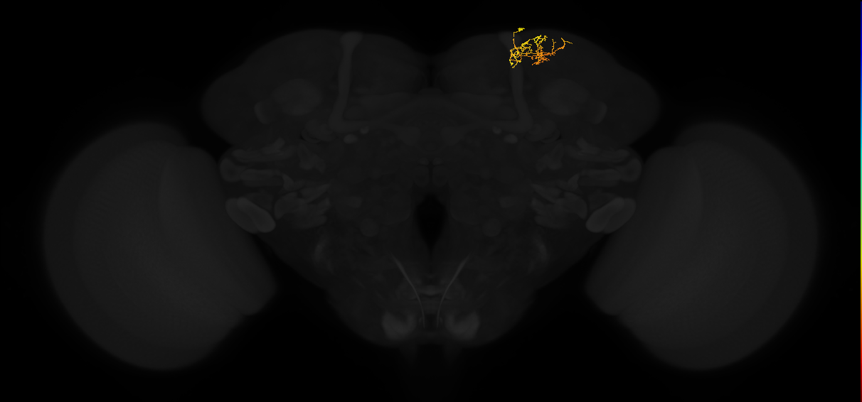 adult superior lateral protocerebrum neuron 417