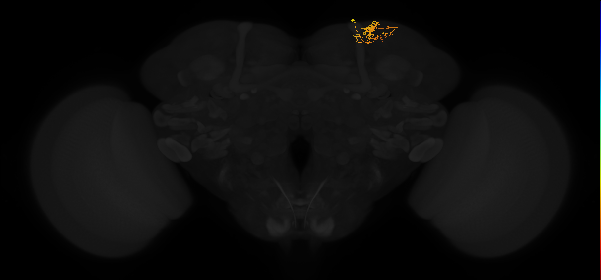adult superior lateral protocerebrum neuron 418