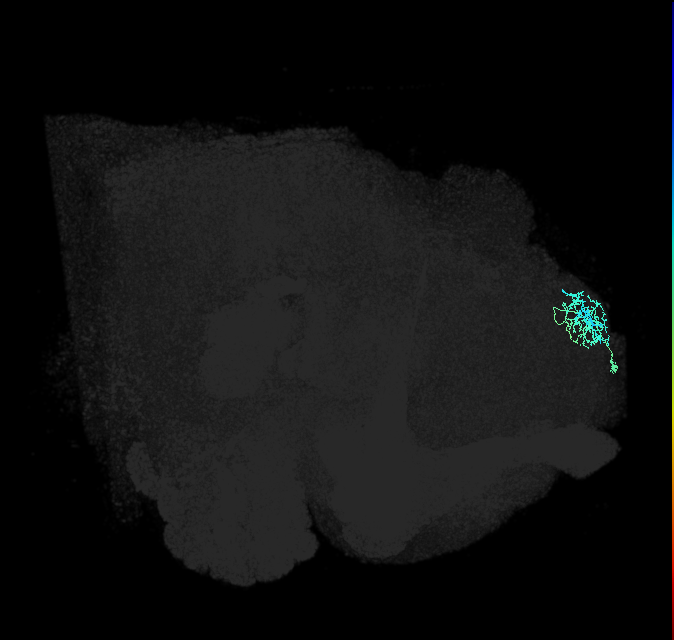 SLP418_R (FlyEM-HB:294799968)