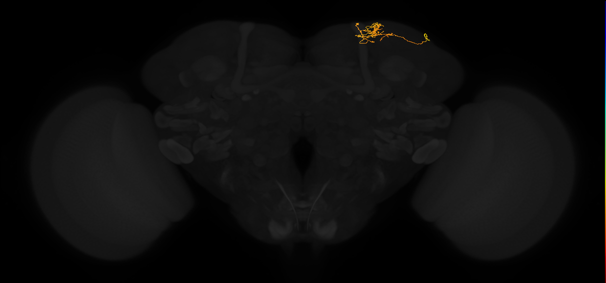 adult superior lateral protocerebrum neuron 419