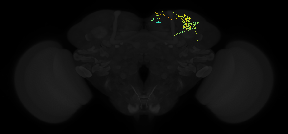 adult superior lateral protocerebrum neuron 421