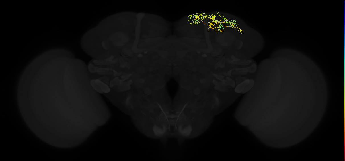 adult superior lateral protocerebrum neuron 422