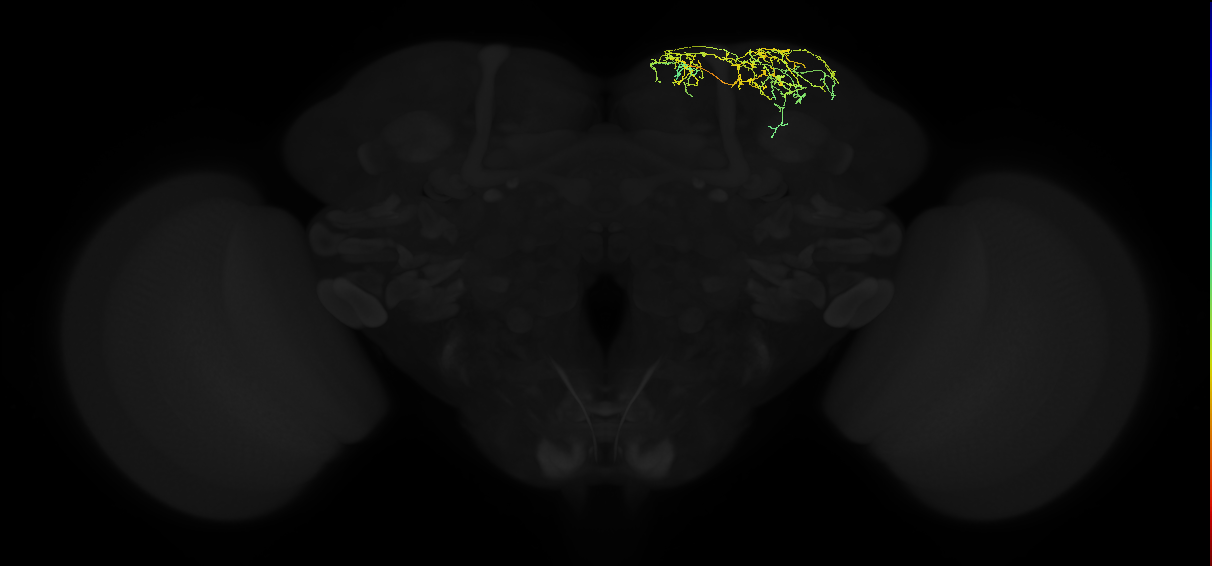 adult superior lateral protocerebrum neuron 422