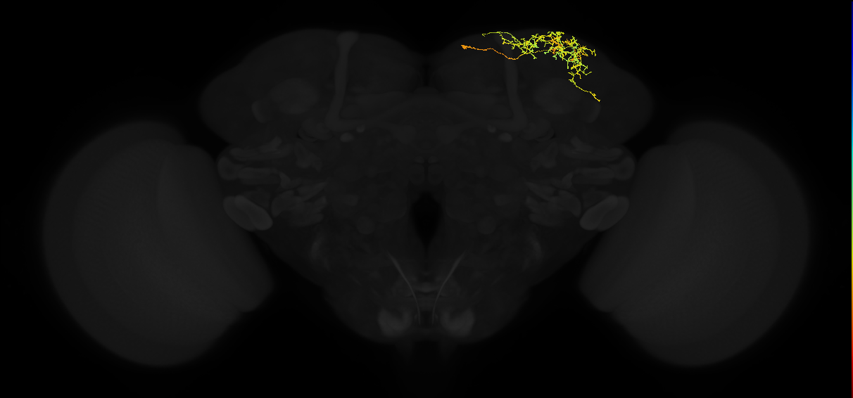 adult superior lateral protocerebrum neuron 423