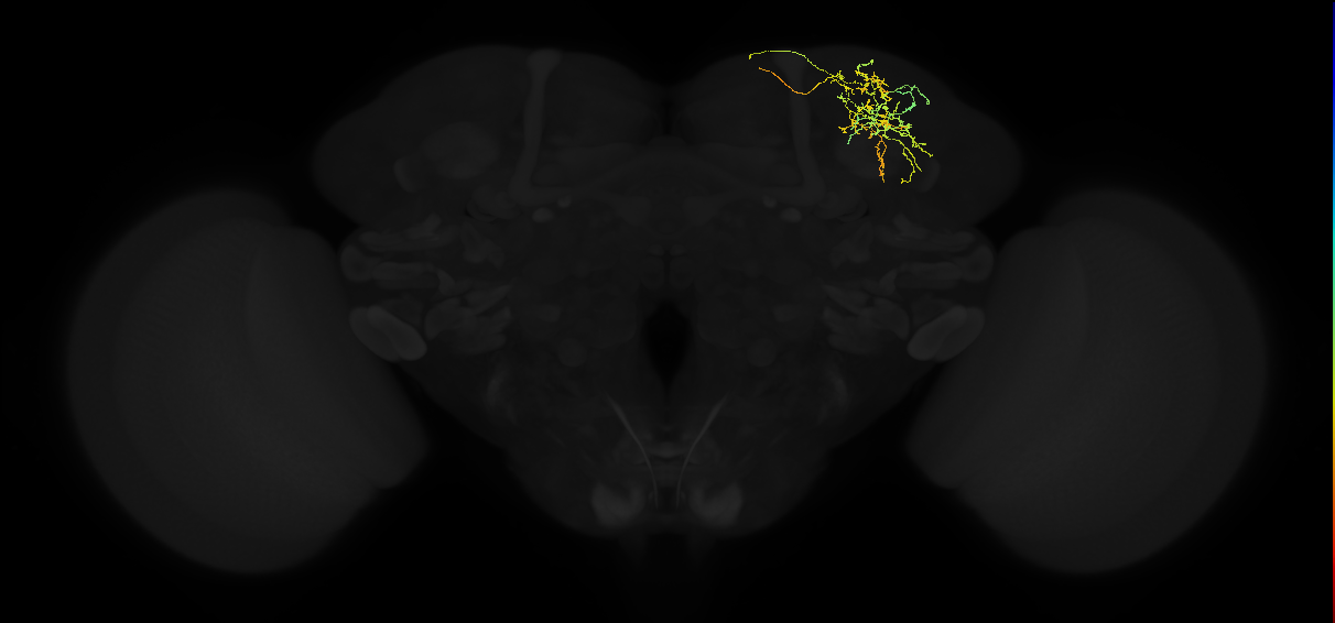 adult superior lateral protocerebrum neuron 425