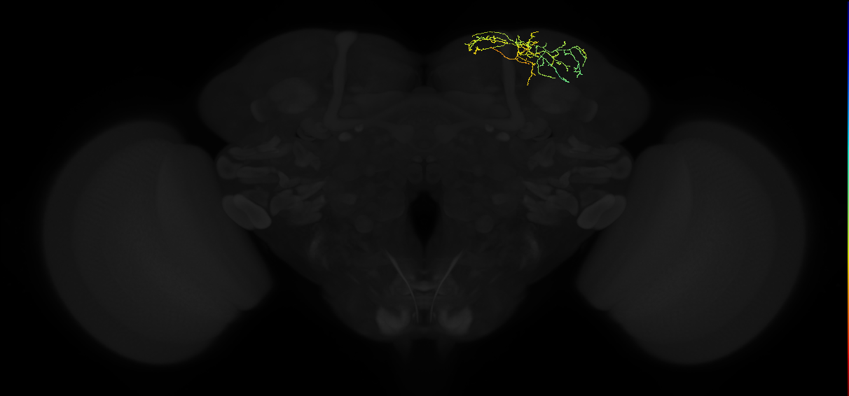 adult superior lateral protocerebrum neuron 426