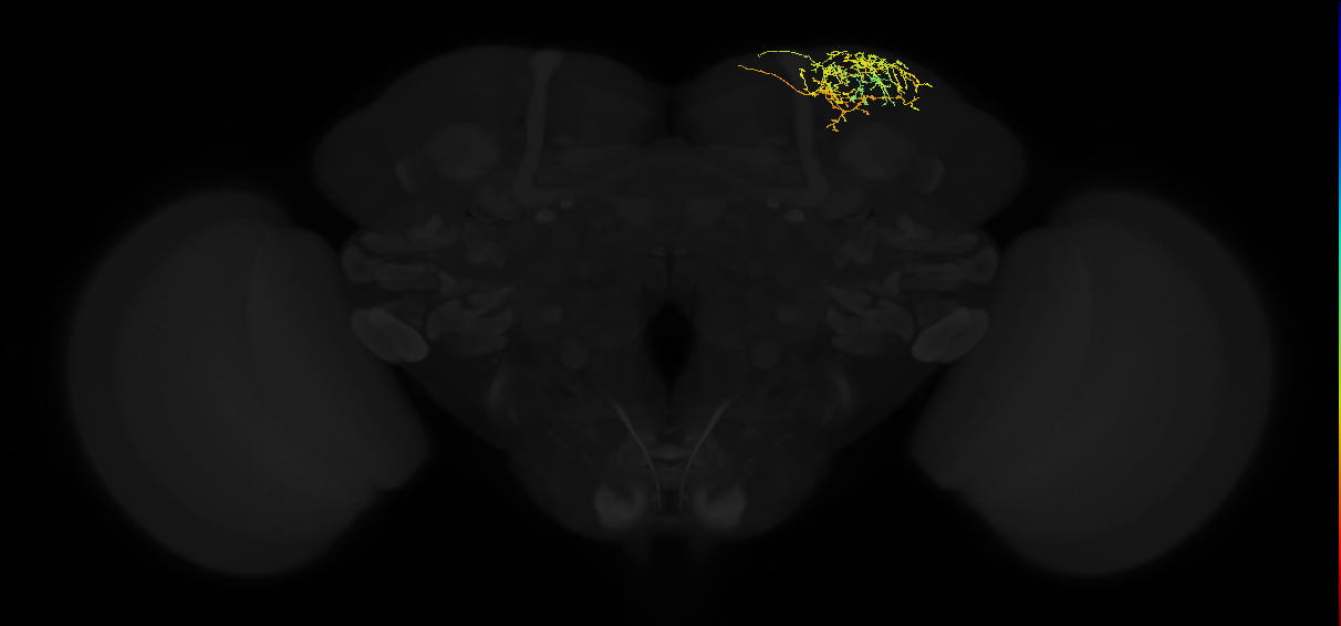 adult superior lateral protocerebrum neuron 427