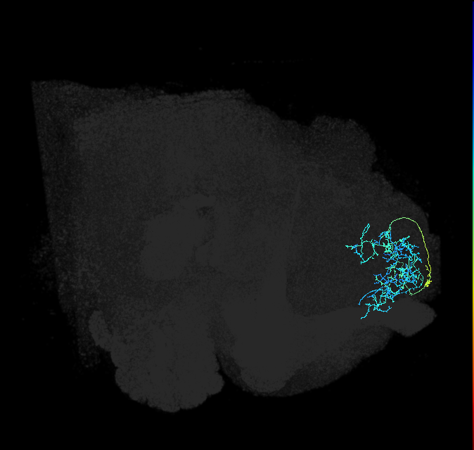 SLP427_R (FlyEM-HB:328533799)