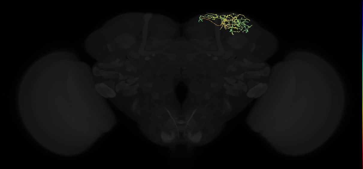 adult superior lateral protocerebrum neuron 428