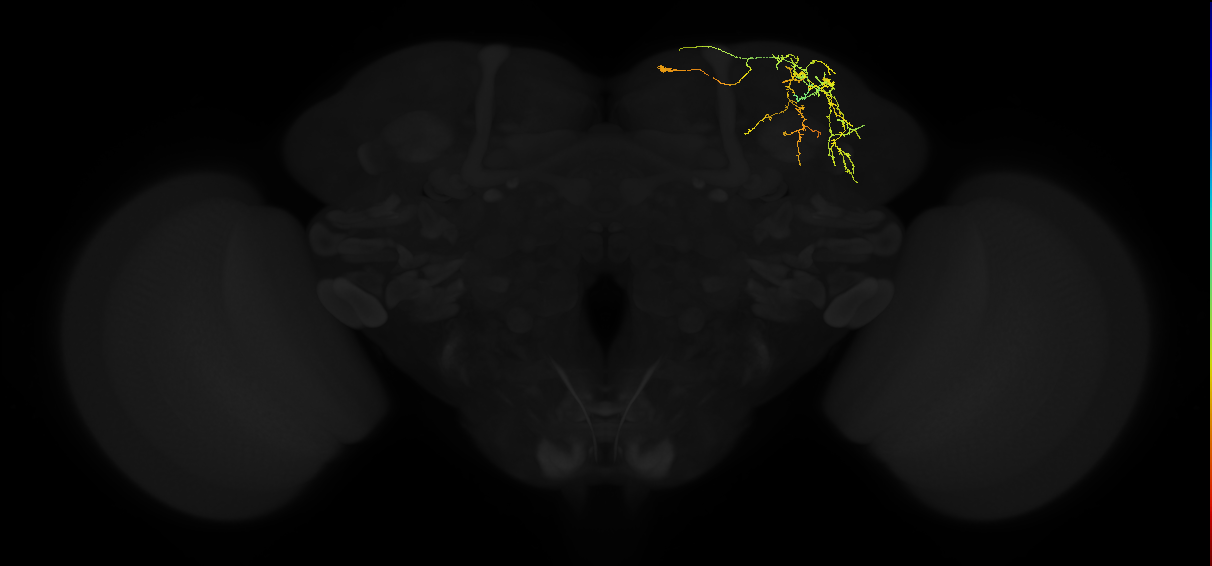adult superior lateral protocerebrum neuron 430