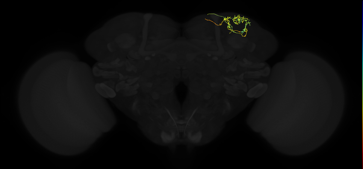 adult superior lateral protocerebrum neuron 431