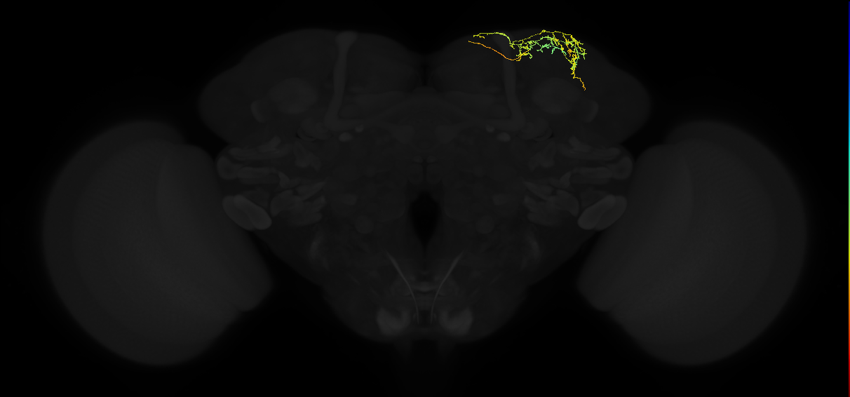 adult superior lateral protocerebrum neuron 432