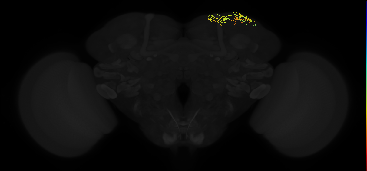adult superior lateral protocerebrum neuron 432