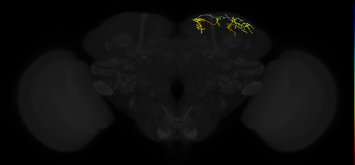 adult superior lateral protocerebrum neuron 433