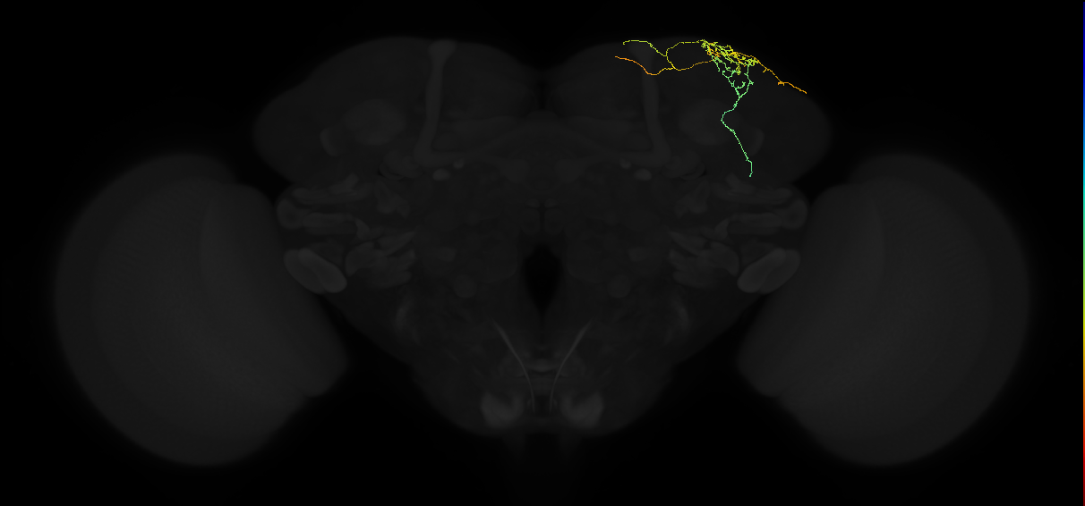 adult superior lateral protocerebrum neuron 434
