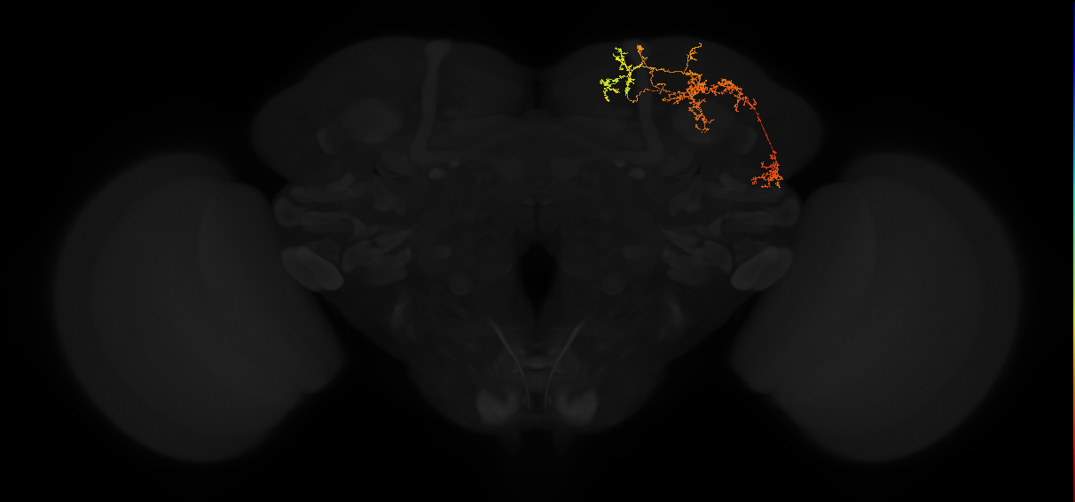 adult superior lateral protocerebrum neuron 435