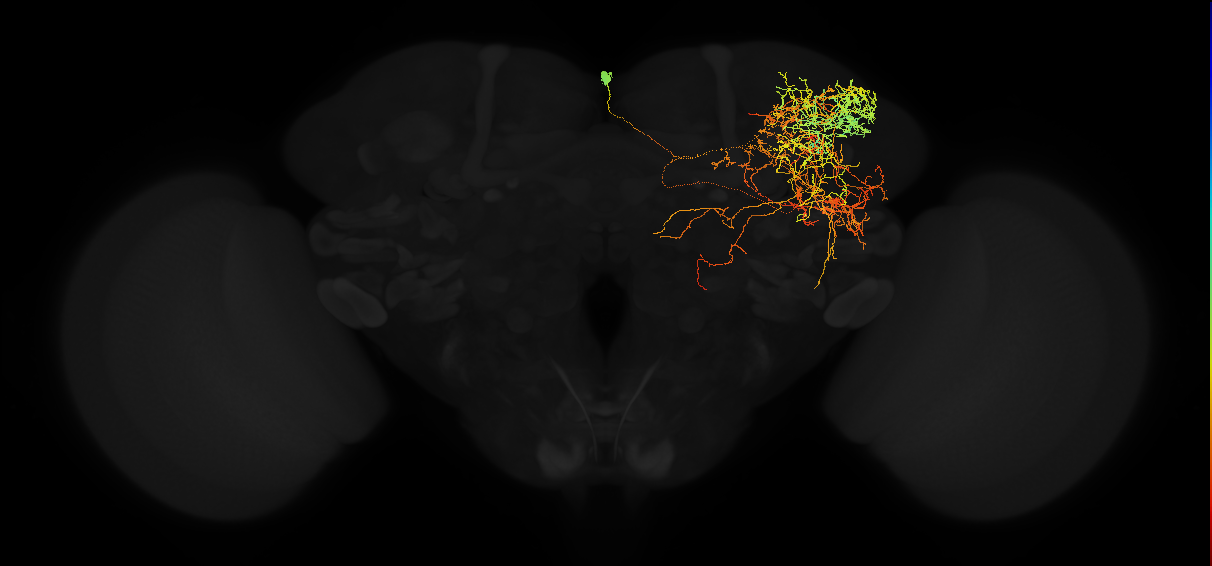 adult superior lateral protocerebrum neuron 438