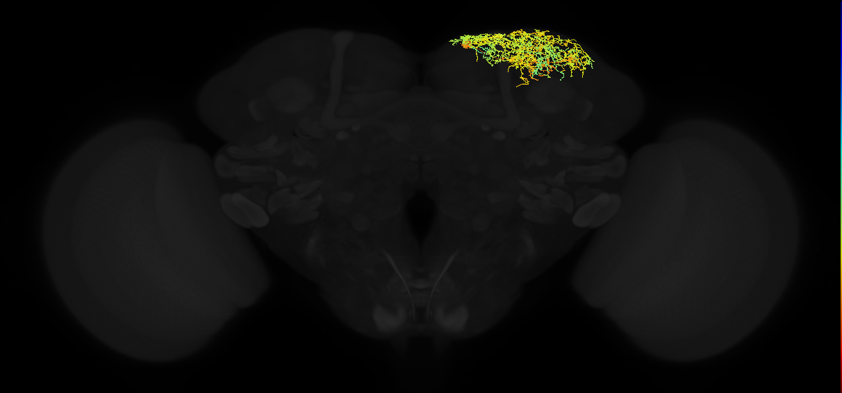 adult superior lateral protocerebrum neuron 439