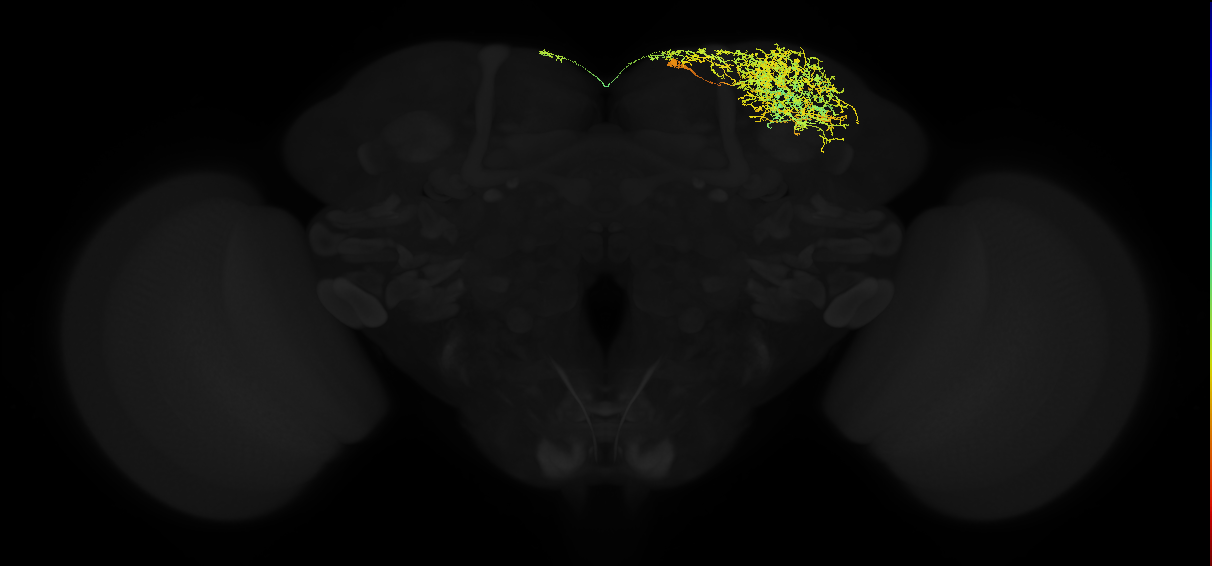 adult superior lateral protocerebrum neuron 440