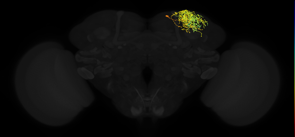 adult superior lateral protocerebrum neuron 441
