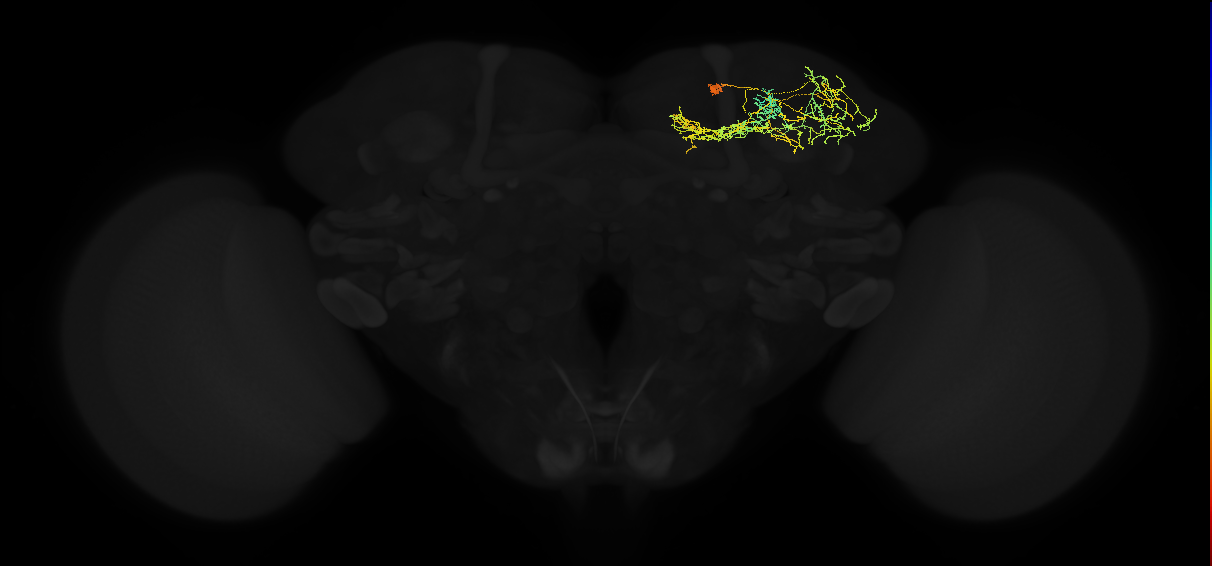 adult superior lateral protocerebrum neuron 442