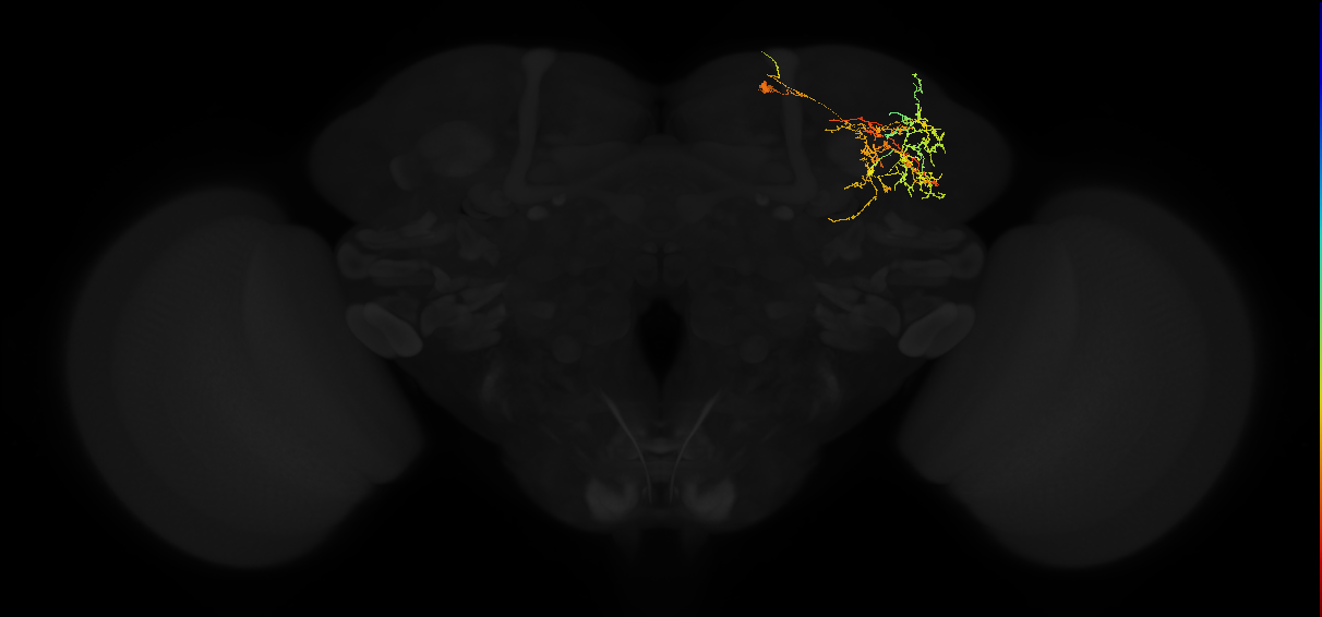 adult superior lateral protocerebrum neuron 443