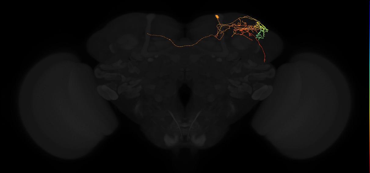 adult superior lateral protocerebrum neuron 444