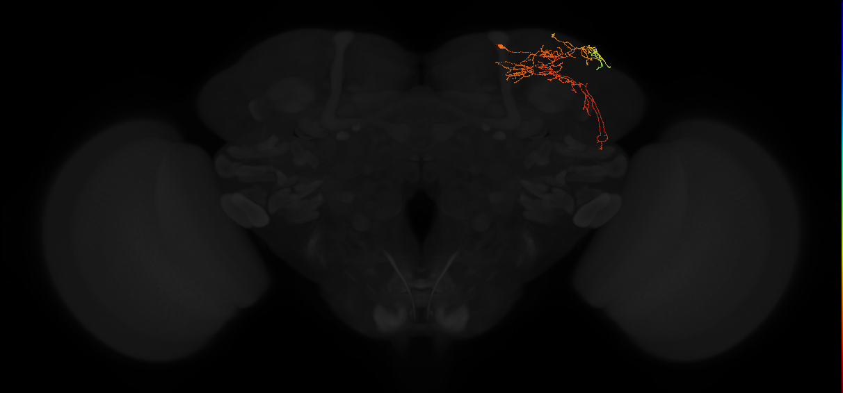 adult superior lateral protocerebrum neuron 445