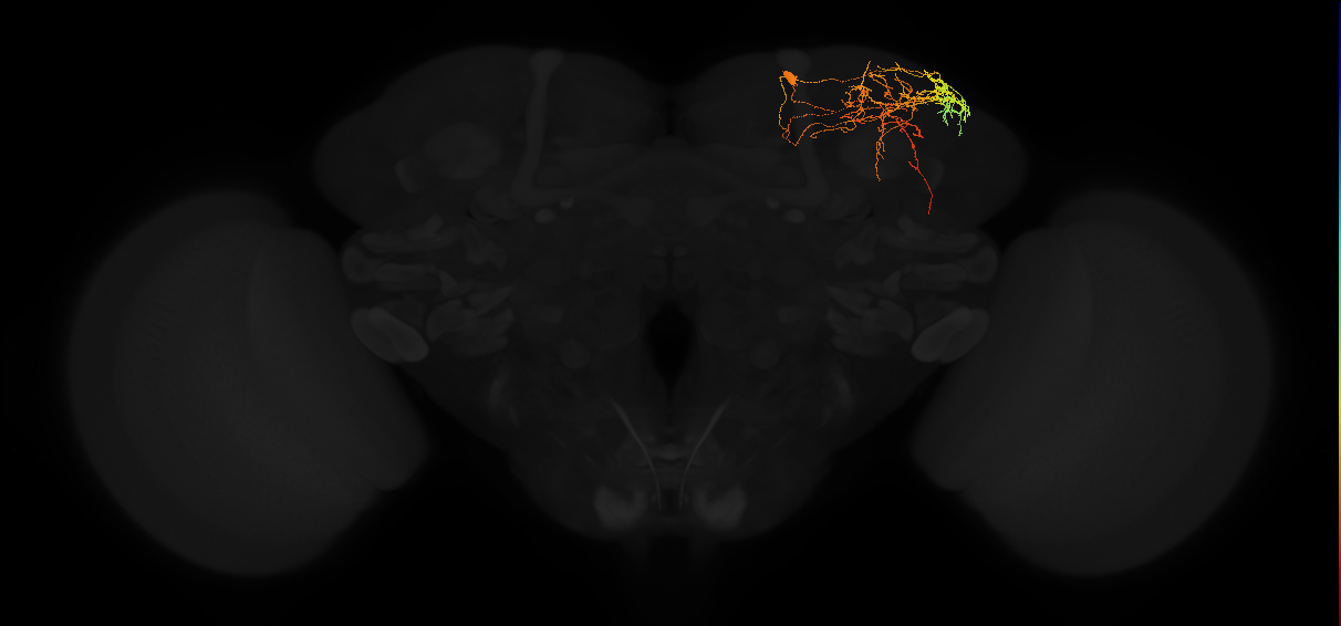 adult superior lateral protocerebrum neuron 446