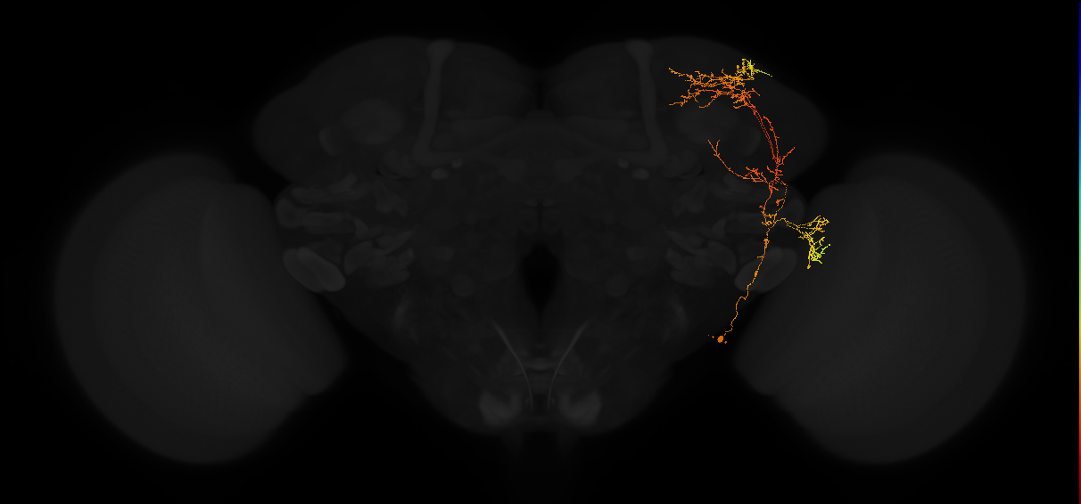 adult lobula-dorsal accessory calyx projection neuron