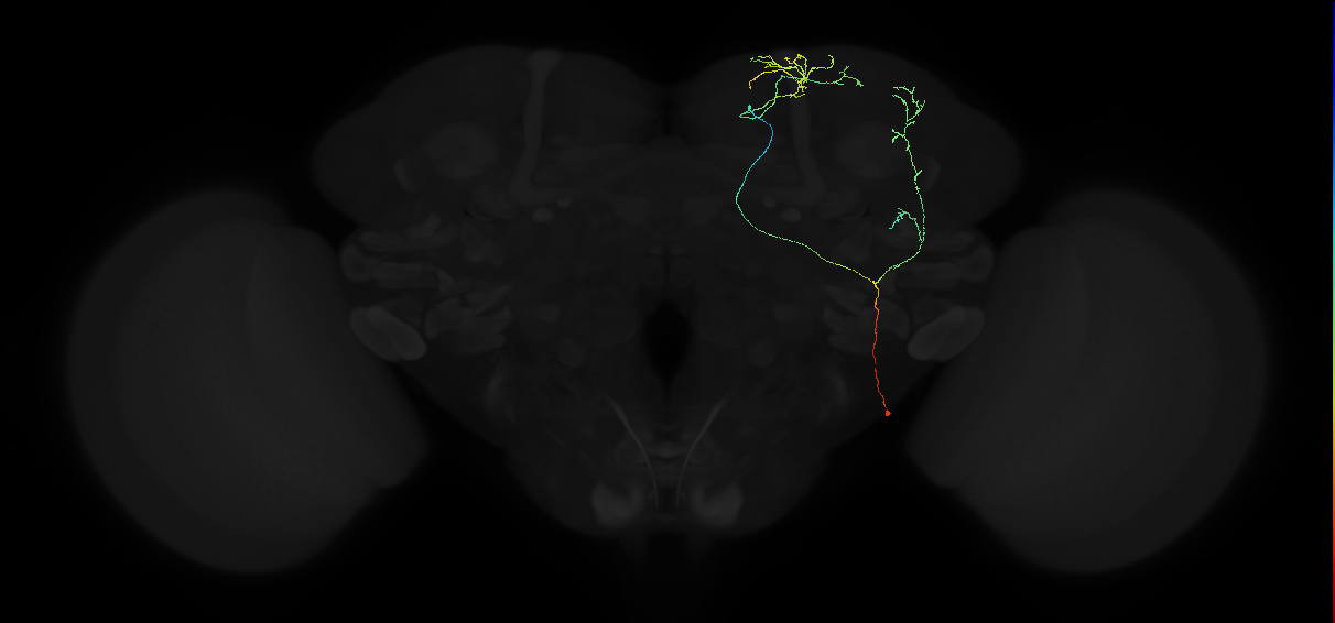 adult superior lateral protocerebrum neuron 450