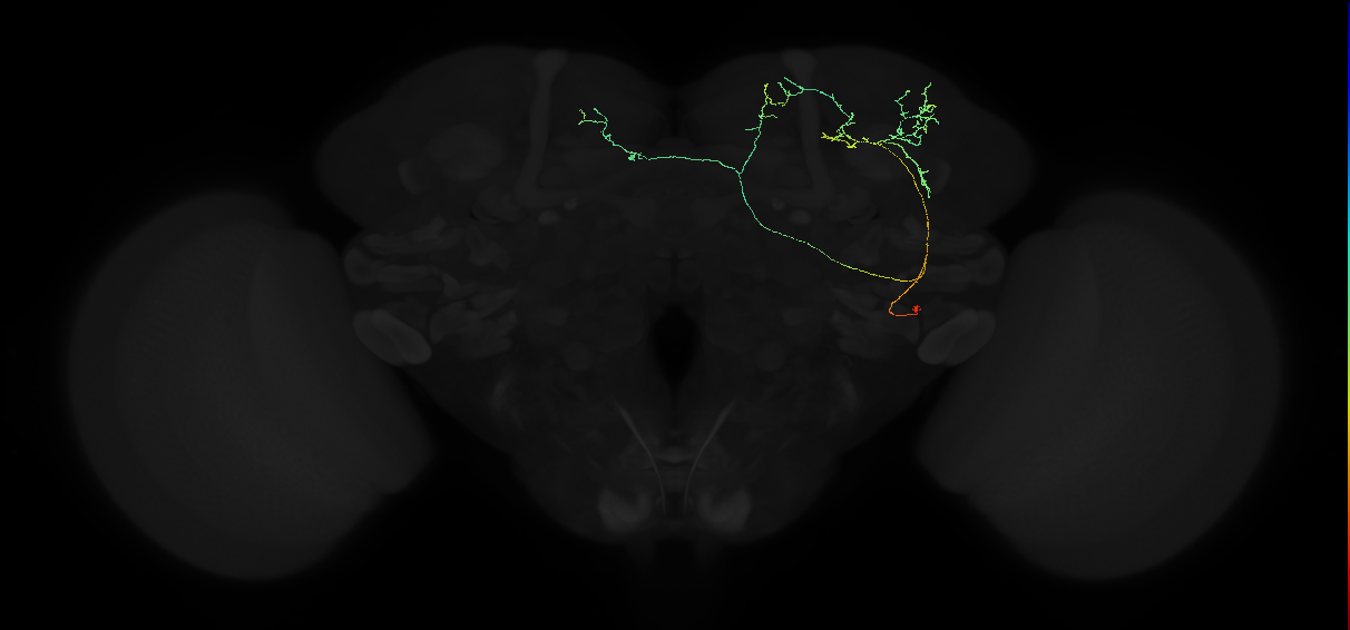 adult superior lateral protocerebrum neuron 451
