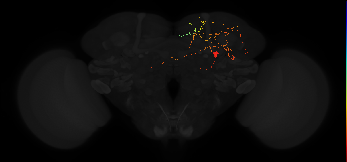 adult superior lateral protocerebrum neuron 454
