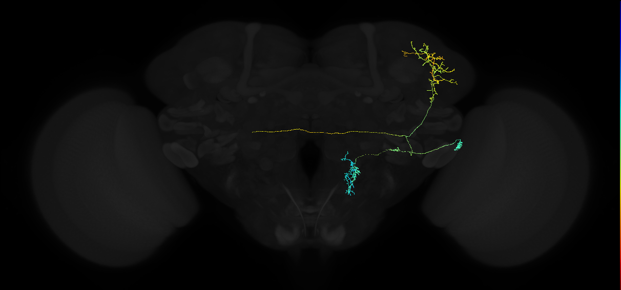 adult superior lateral protocerebrum neuron 455