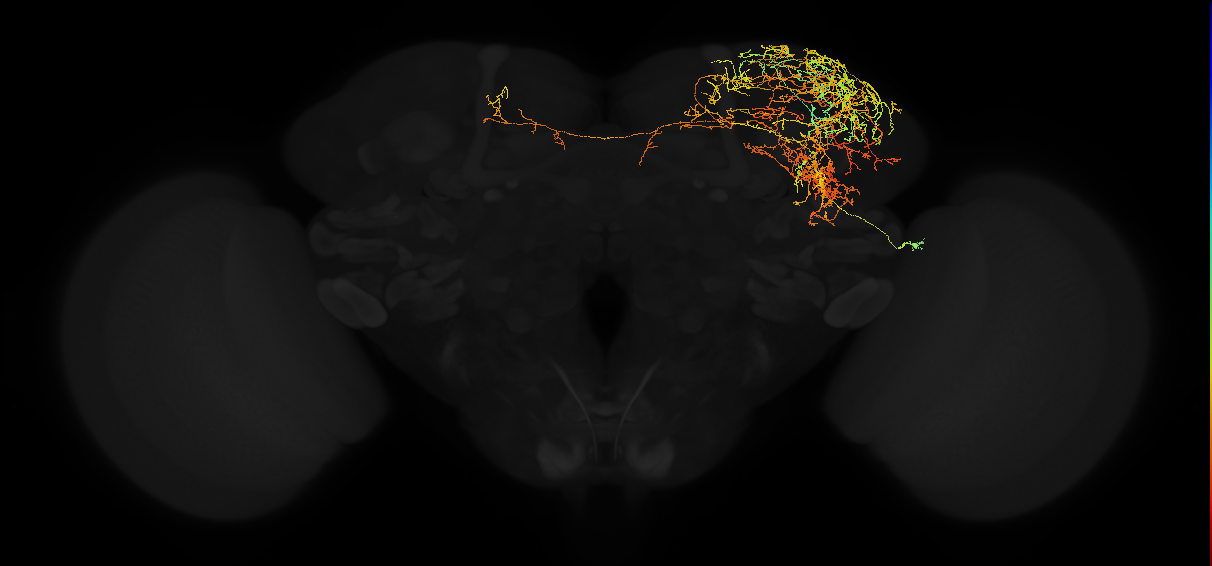adult superior lateral protocerebrum neuron 457