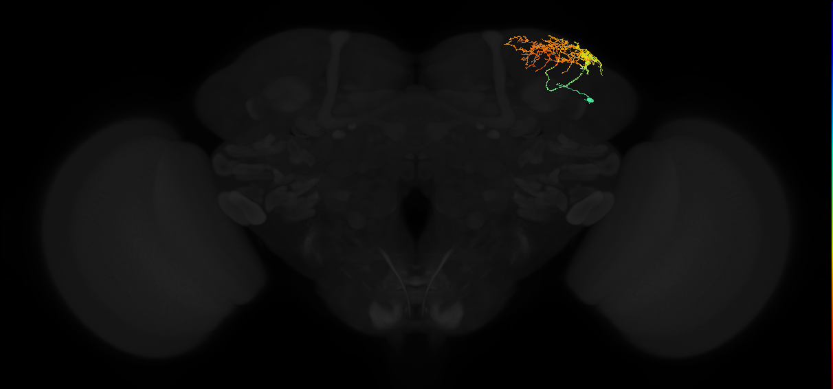adult superior lateral protocerebrum neuron 458