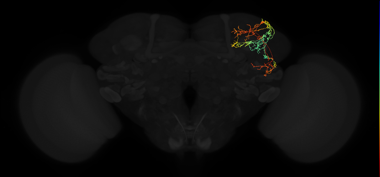 adult superior lateral protocerebrum neuron 459