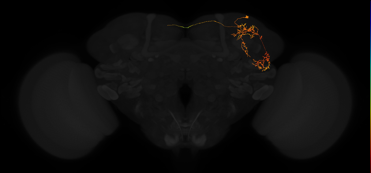 adult superior lateral protocerebrum neuron 462