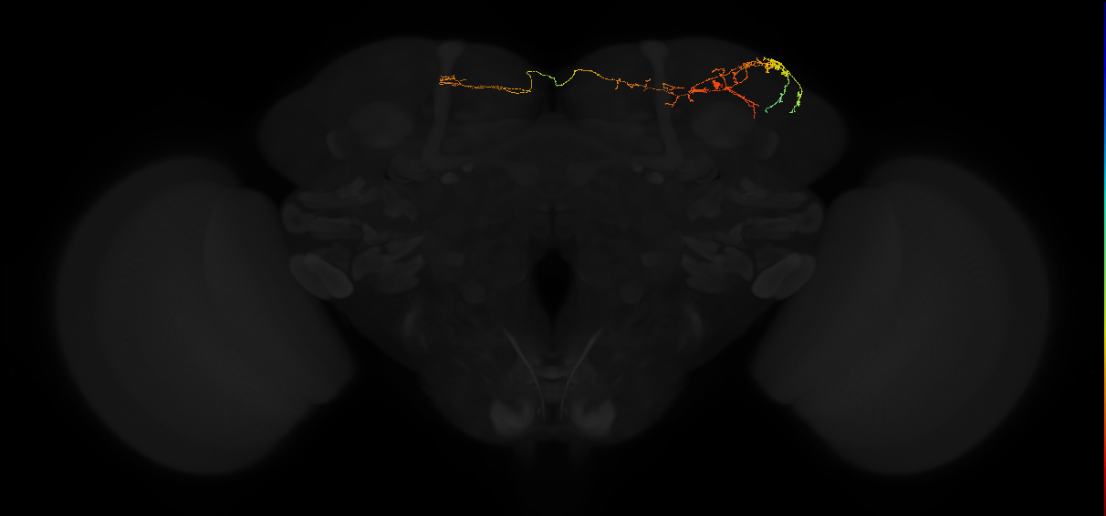 adult superior lateral protocerebrum neuron 463
