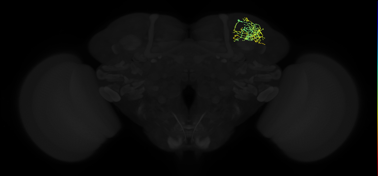 adult superior lateral protocerebrum neuron 464