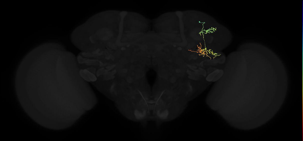 adult superior lateral protocerebrum neuron 467