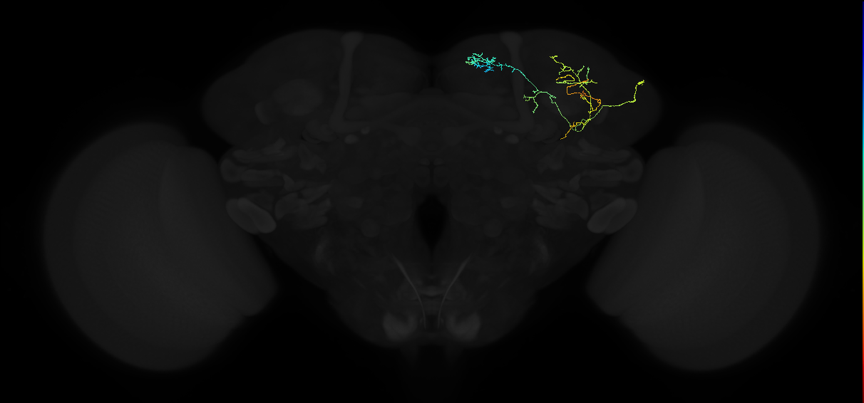 adult superior medial protocerebrum neuron 003